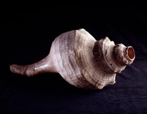 Præcolombiansk kunst, Maya-civilisation, klassisk periode: skal bruges som musikinstrument (trompet). fra Uaxactun, Guatemala. Svag. 19,2x41,5 cm Guatemala, Museo Nazionale di Archeologia e Etnologia - Præ-columbiansk kunst, Maya-civilisation, Klassisk per af Mayan Mayan