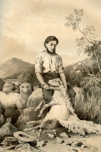 Fåreklipning, 1879
