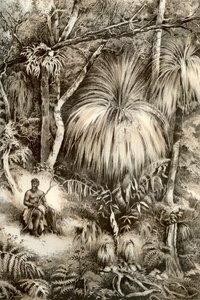 Tasmansk skovscene, 1879
