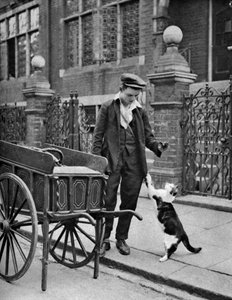 Kattekødsmand, London, 1926-1927