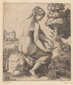 Venus og rosen