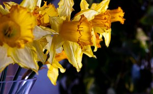 blomst LINE