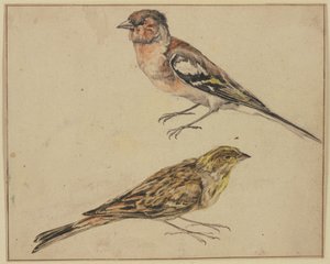 En stillits og en tornirisk af Melchior de Hondecoeter