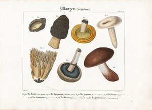 Spiselige og giftige svampe af Meno Haas