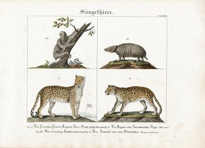 Eksotiske pattedyr: Store katte, dovendyr og bæltedyr af Meno Haas