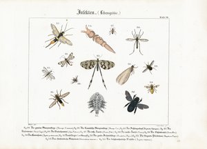 Forskellige insekter med fokus på Hymenoptera og Diptera