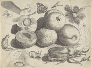 Studieark med tegningseksempler: frugter, dyr, insekter og hænder Tegningseksempler (serietitel) af Michael Snijders