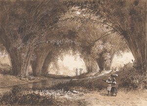 Bambusbuer, St. Anns