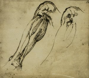 Anatomiske studier af et ben, tegning af Michelangelo. Casa Buonarroti, Firenze af Michelangelo Buonarroti
