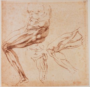 Studier af ben af Michelangelo Buonarroti