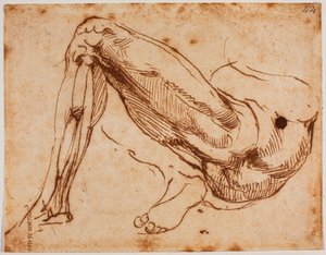 Undersøgelse af ben af Michelangelo Buonarroti