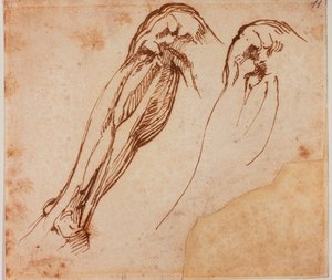 To undersøgelser af ben af Michelangelo Buonarroti