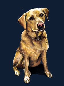 Daisy The Labrador on Midnight Blue, 2020 af Mike Davis