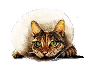 Få det godt Kat på hvidt, 2020