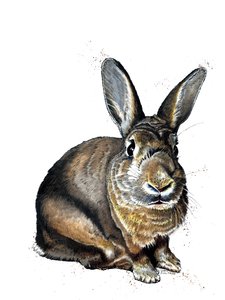 Meg The Bunny on White, 2019 af Mike Davis