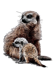 New Baby Meerkats on White, 2020 af Mike Davis