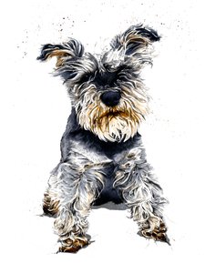 Ollie Schnauzeren på hvidt, 2019 af Mike Davis