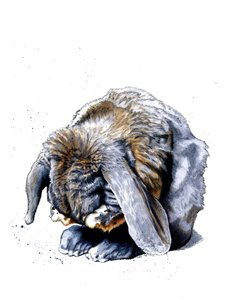 Kaninpoter på hvidt, 2020