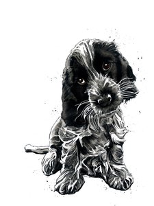 Rosie The Cocker Spaniel på hvidt, 2019 af Mike Davis