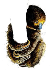 Talita The Sloth on White, 2019 af Mike Davis