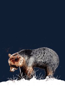 The Bear on Midnight Blue, 2020 af Mike Davis
