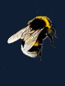 The Bee on Midnight Blue, 2020 af Mike Davis