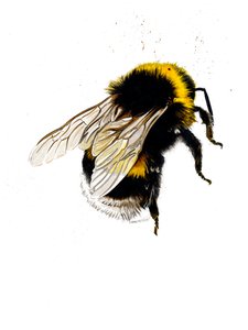 The Bee on White, 2019 af Mike Davis