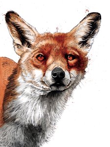 The Fox on White, 2019 af Mike Davis