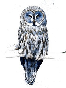 Den store grå ugle på hvidt, 2019 af Mike Davis