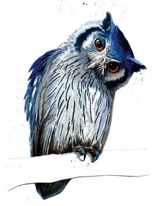 The Northern White-faced Owl on White, 2019