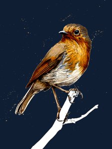 The Robin on Midnight Blue, 2020 af Mike Davis