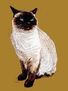 The Siamese Cat on Golden Yellow, 2020