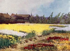 En løgfarm nær Overveen (farve litho) af Mima Nixon
