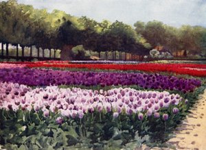 Darwin Tulipaner (farve litho)