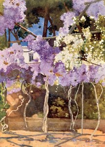 Wistaria Bower, Det Kongelige Palads, Athen