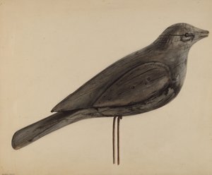 Lokkefugl (måge)