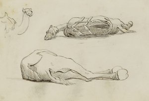 (Kamelstudier) af Miner Kilbourne Kellogg