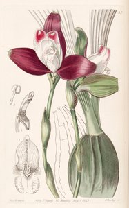 Lycaste macrophylla (som syn. Lycaste plana) af Miss Drake