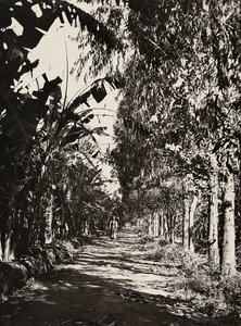 Opbygning af et imperium i den fascistiske tidsalder: en frugtlund i Cheren, 09/05/1936 (s/h foto) af Modestino Baldinetti