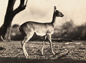 Opbygning af et imperium i den fascistiske tidsalder: en ged fra Setit, 09/05/1936 (s/h-billede) af Modestino Baldinetti
