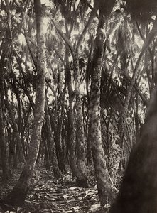 Opbygning af et imperium i den fascistiske tidsalder: en lund af Dum-palmer, 09/05/1936 (s/h foto) af Modestino Baldinetti