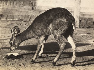 Opbygning af et imperium i den fascistiske tidsalder: en antilope, 09/05/1936 (s/h foto) af Modestino Baldinetti