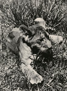 Opbygning af et imperium i den fascistiske tidsalder: et eksempel på en ung løve, 09/05/1936 (s/h foto) af Modestino Baldinetti