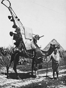 Bygning af et imperium i den fascistiske tidsalder: kamel med finesser til en bryllupsceremoni, 09/05/1936 (s/h foto) af Modestino Baldinetti
