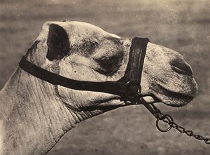 Opbygning af et imperium i den fascistiske tidsalder: leder af en bisciari kamel, 09/05/1936 (s/h-billede) af Modestino Baldinetti