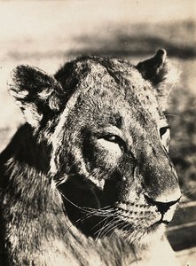 Opbygning af et imperium i den fascistiske tidsalder: løvehoved, 09/05/1936 (s/h foto) af Modestino Baldinetti