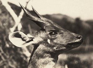 Opbygning af et imperium i den fascistiske tidsalder: leder af en antilope, 09/05/1936 (s/h foto) af Modestino Baldinetti