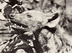 Opbygning af et imperium i den fascistiske tidsalder: hyænehoved, 09/05/1936 (s/h-billede) af Modestino Baldinetti