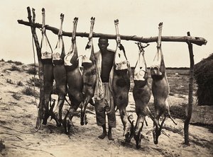 Opbygning af et imperium i den fascistiske tidsalder: nogle fangede hjorte, 09/05/1936 (s/h foto) af Modestino Baldinetti