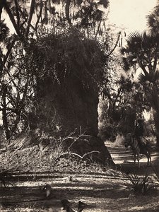 Opbygning af et imperium i den fascistiske tidsalder: termitkoloni, 09/05/1936 (s/h foto) af Modestino Baldinetti